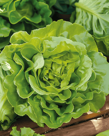 Sla Neckarreuzen Summer Diamond zaden (Lactuca sativa) – eenjarige groente