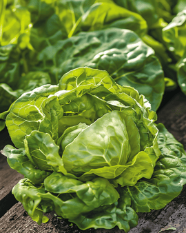 Kropslazaden Zwart Duits Lactuca Sativa eenjarig