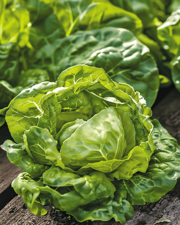 Sla Zwart Duits zaden (Lactuca sativa) – eenjarige groente