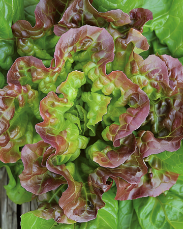 Sla Merveille Des Quatre Saisons zaden (Lactuca sativa) – eenjarige groente