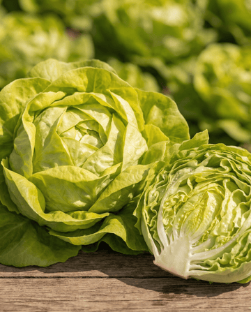 Sla Appia Butterhead (Lactuca sativa) – eenjarige groentezaden van SeedsChoice