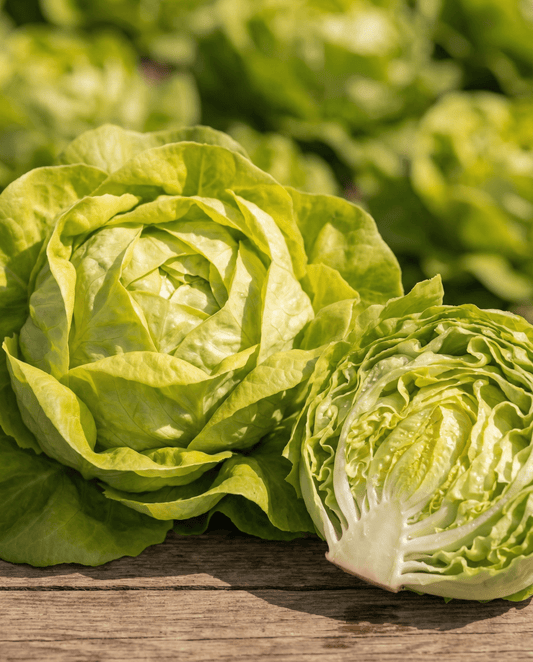 Sla Appia Butterhead (Lactuca sativa) – eenjarige groentezaden van SeedsChoice