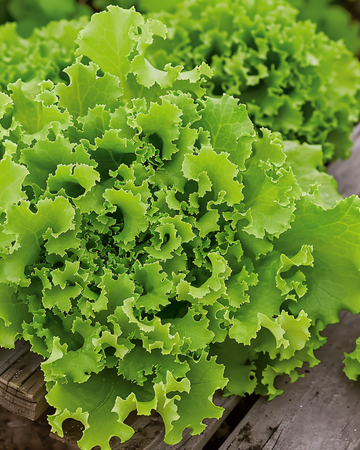 Lollo Bionda slazaden (Lactuca sativa) – eenjarige groente
