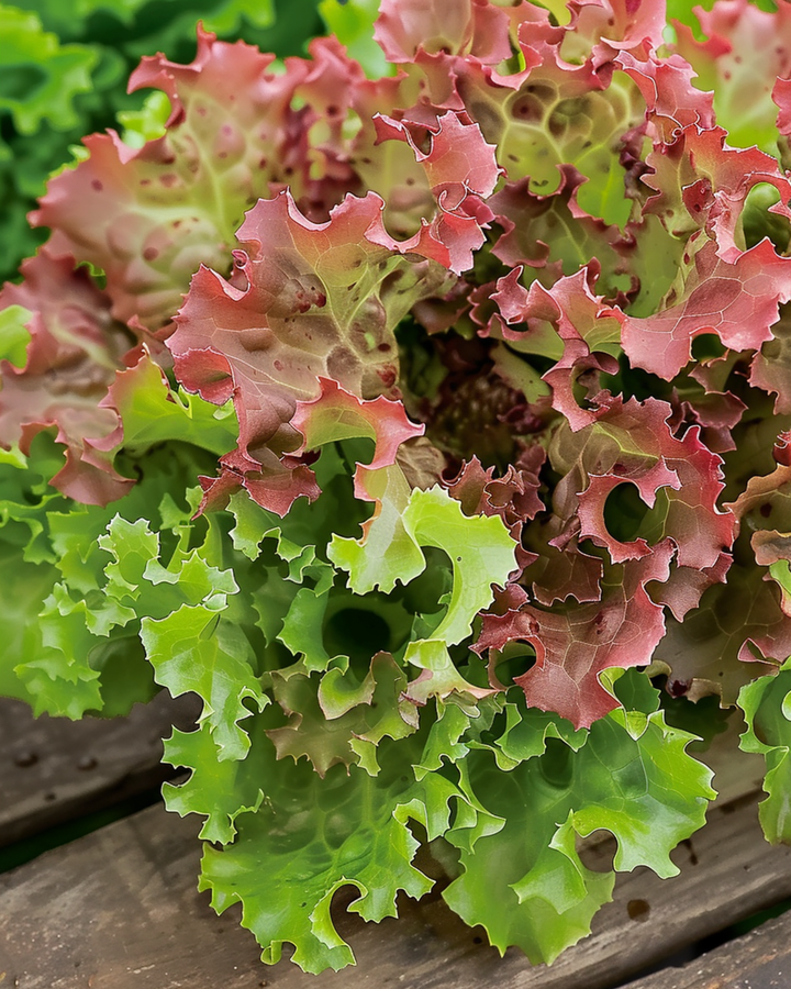 Lollo Rossa slazaden (Lactuca sativa) – eenjarige groente
