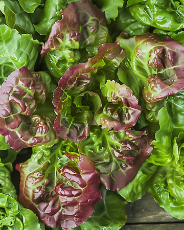 Bladsla Amerikaanse Roodrand zaden (Lactuca sativa) – eenjarige groentesoort