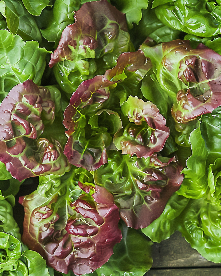 Bladsla Amerikaanse Roodrand zaden (Lactuca sativa) – eenjarige groentesoort