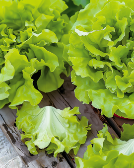 Bladslazaden Lactuca Sativa eenjarig Australische Gele