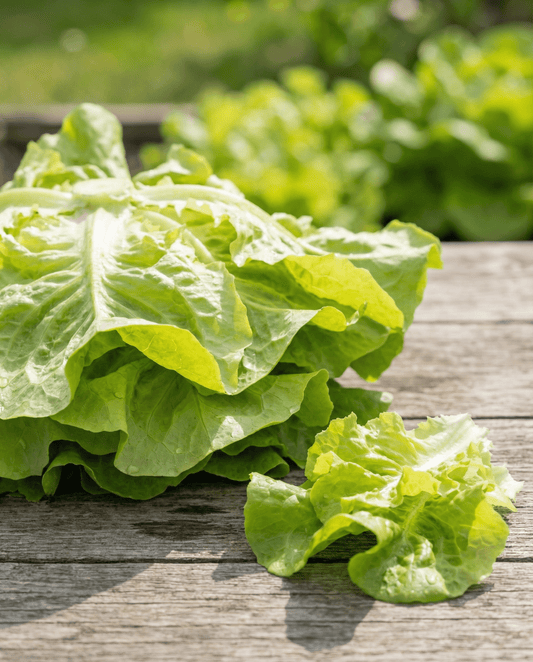 Bladsla Australische Gele (Lactuca sativa) – eenjarige groentezaden van SeedsChoice