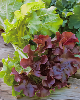Bladslazaden Red Salad Bowl Lactuca Sativa eenjarig
