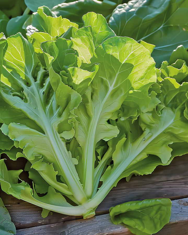Bladsla Witte Dunsel zaden (Lactuca sativa) – eenjarige groentesoort