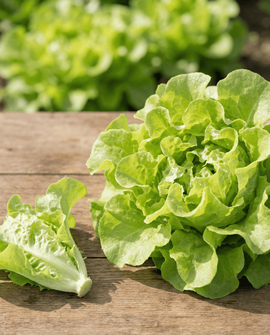 Bladsla Witte Dunsel (Lactuca sativa) – eenjarige groentezaden van SeedsChoice
