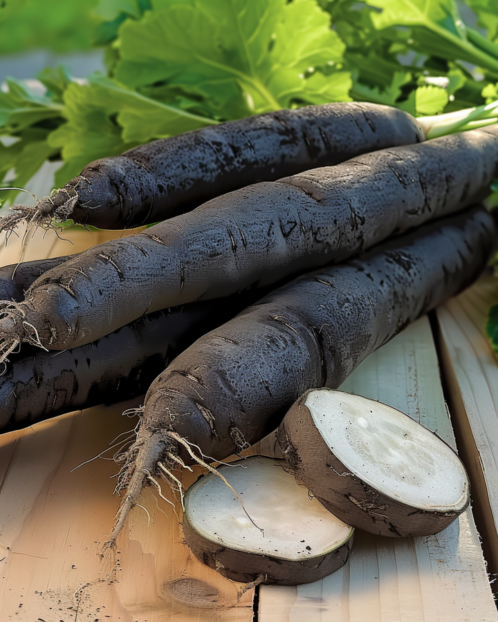 Duplex zaden (Scorzonera hispanica) – eenjarige groente