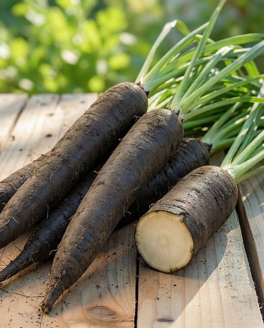 Duplex (Scorzonera hispanica) – eenjarige groentezaden van SeedsChoice