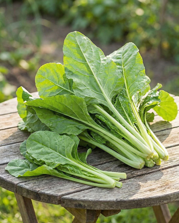 Snijbiet Common Green (Beta vulgaris) – eenjarige groentezaden van SeedsChoice