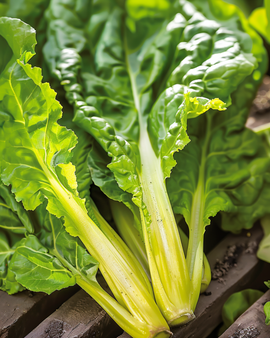 Snijbietzaden Lucullus Beta Vulgaris eenjarig ras