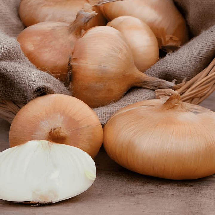Ui Rossa Lunga Di Firenze Italian Red zaden (Allium cepa) – eenjarig groentezaad