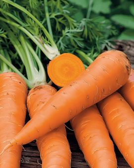 Winterwortelzaden Flakkée 2 Daucus Carota eenjarig