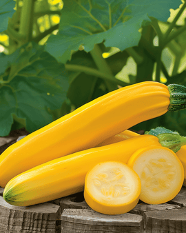 Gold Rush F1 courgettezaden Cucurbita Pepo eenjarig