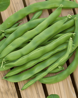Stamslabonenzaden Admires Phaseolus Vulgaris eenjarig