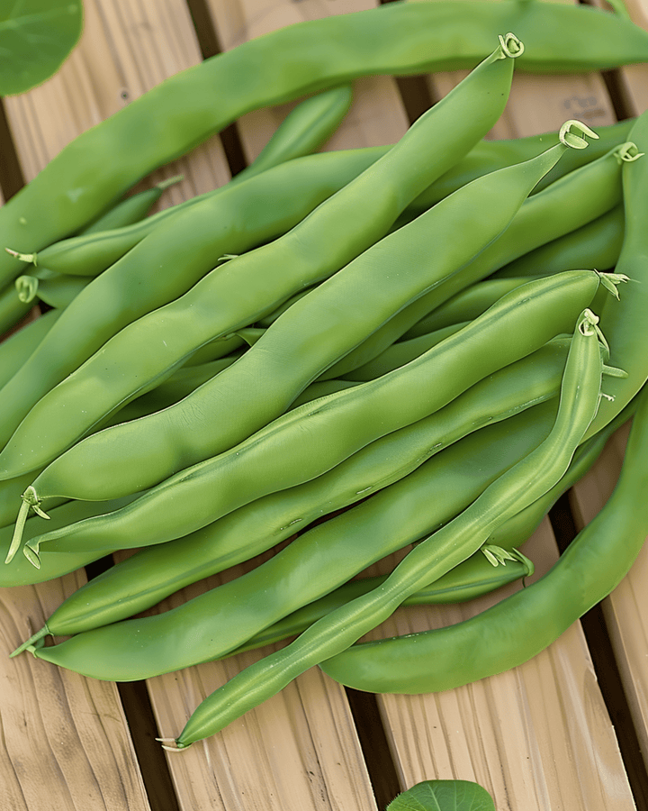 Stamslaboon Admires zaden (Phaseolus vulgaris) – eenjarige groente