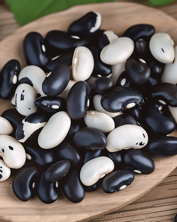 Struikboon Yin Yang droogboon zaden (Phaseolus vulgaris) – eenjarige groente