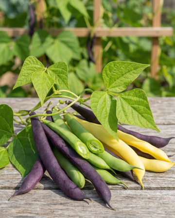 Pronkboon Three Color Mix (Phaseolus vulgaris) – eenjarige groentezaden van SeedsChoice