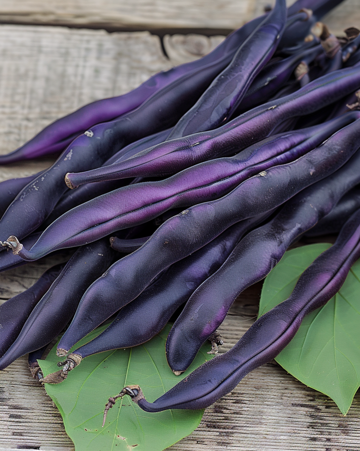 Pronkboon Blauhilde zaden (Phaseolus vulgaris) – eenjarige groente
