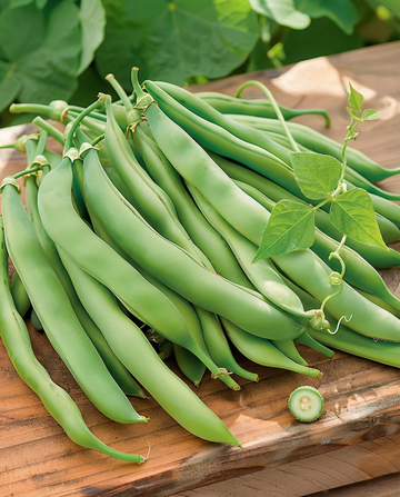 Klimsperzieboon Westlandse Dubbele (Phaseolus vulgaris) – eenjarige klimplant zaden van SeedsChoice