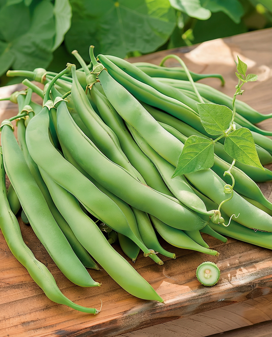 Klimsperzieboon Westlandse Dubbele (Phaseolus vulgaris) – eenjarige klimplant zaden van SeedsChoice