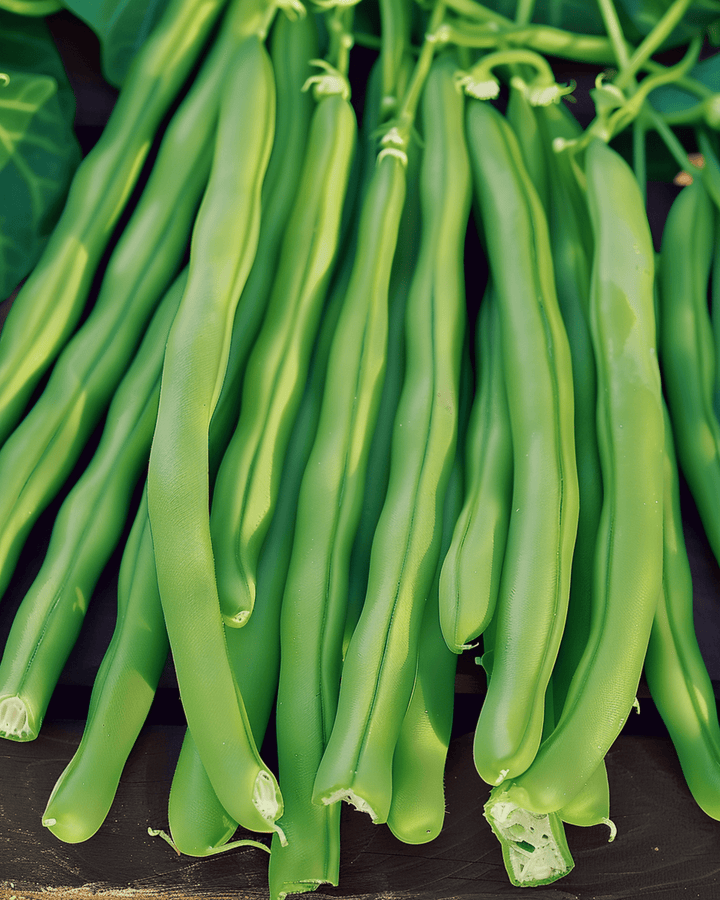 Struikboon Kylian zaden (Phaseolus vulgaris) – eenjarige groentesoort