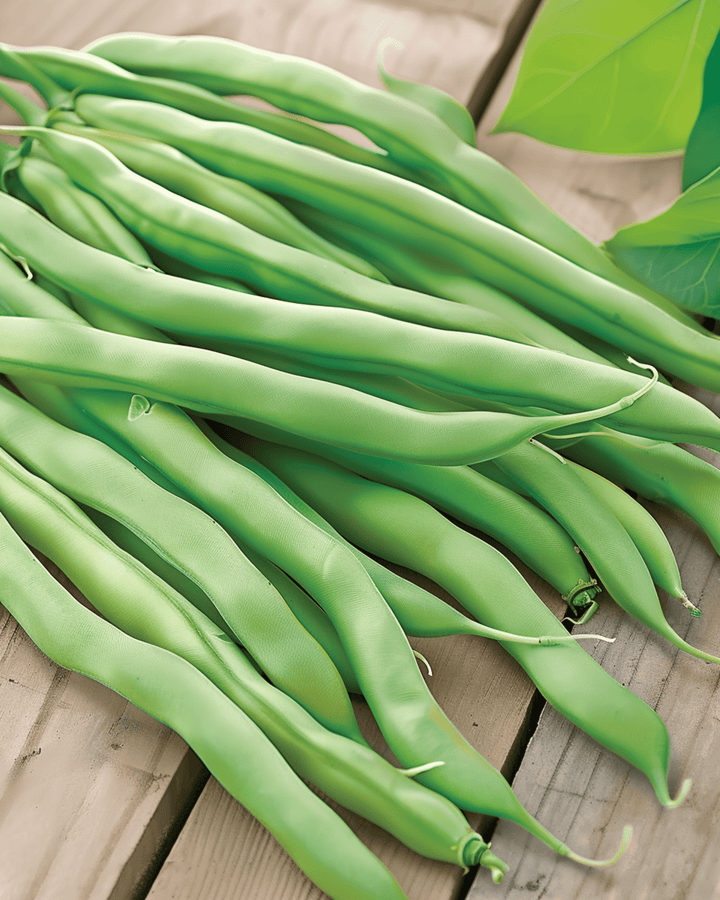 Stamslabonen Delinel zaden (Phaseolus vulgaris) – eenjarige groente