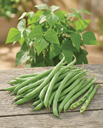 Stamslabonen Delinel (Phaseolus vulgaris) – eenjarige groentezaden van SeedsChoice