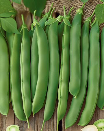 Struikboon Prelude zaden (Phaseolus vulgaris) – eenjarige groente