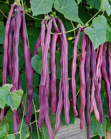 Long Yard Bean Purple Pod zaden (Vigna sesquipedalis) – eenjarige groente