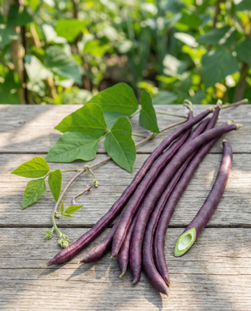 Long Yard Bean Purple Pod (Vigna sesquipedalis) – eenjarige groentezaden van SeedsChoice