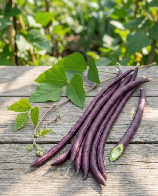 Long Yard Bean Purple Pod (Vigna sesquipedalis) – eenjarige groentezaden van SeedsChoice