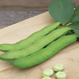 Tuinboonzaden Witkiem Vicia Faba eenjarig ras