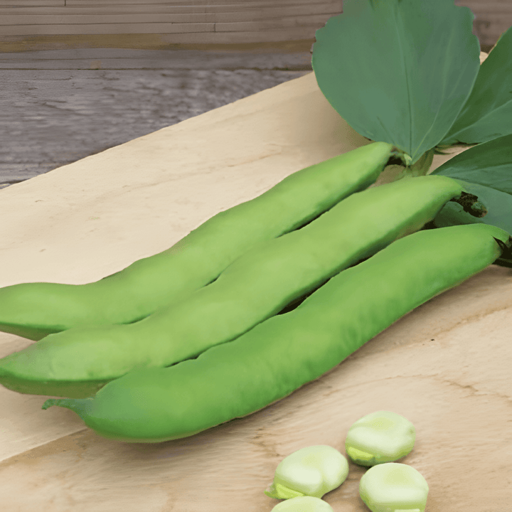 Tuinboon Witkiem zaden (Vicia faba) – eenjarige groentesoort