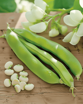 Tuinboonzaden Driemaal Wit Vicia Faba eenjarige variëteit