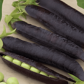 Erwtenzaden Ezethas Krombek Blue Podded Pisum Sativum eenjarig