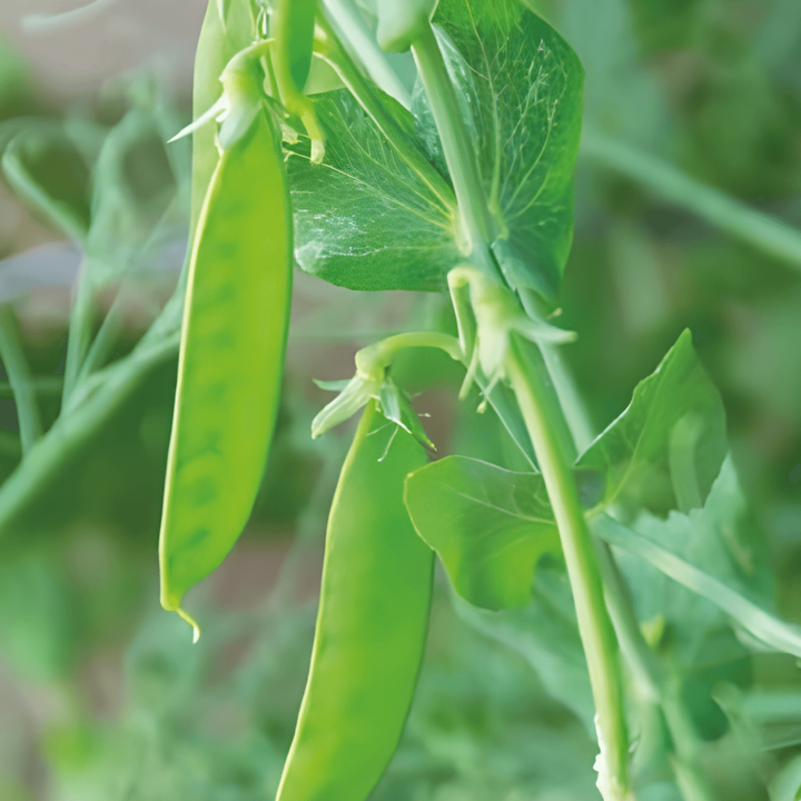 Suikererwten De Grace zaden (Pisum sativum) – eenjarige groente