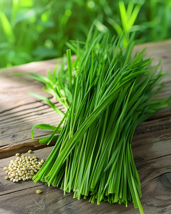 Kattengras Gerst zaden (Hordeum vulgare) – eenjarig gras