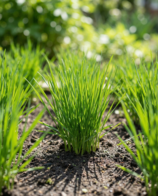 Kattengras Gerst (Hordeum vulgare) – eenjarige graszaden van SeedsChoice