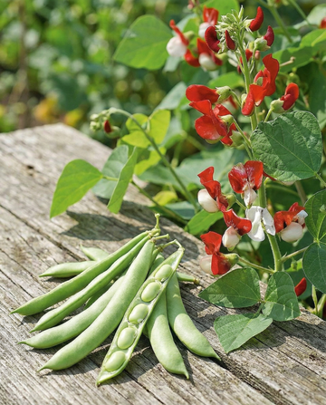 Runner Bean Painted Lady Climber (Phaseolus coccineus) – eenjarige klimmerzaden van SeedsChoice