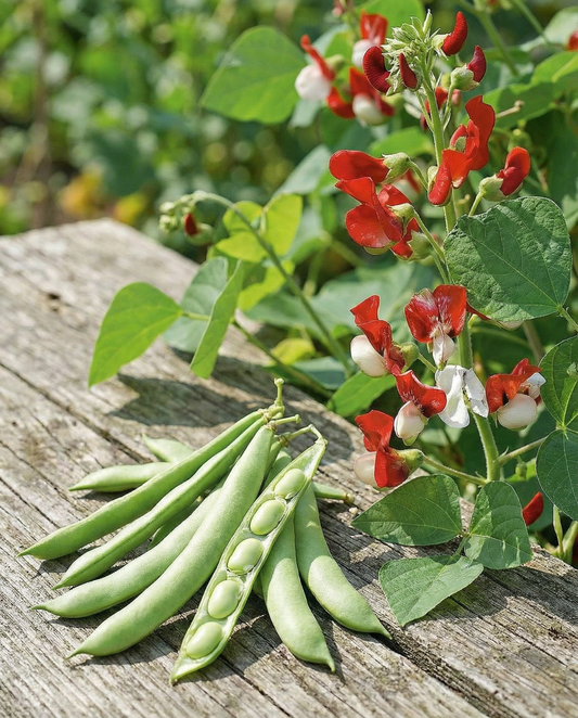 Runner Bean Painted Lady Climber (Phaseolus coccineus) – eenjarige klimmerzaden van SeedsChoice
