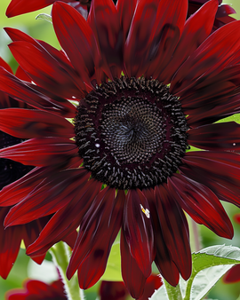 Zonnebloemzaden Moulin Rouge Helianthus Annuus eenjarige bloem