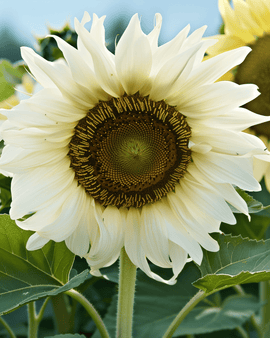 Zonnebloemzaden White Moon F1 Helianthus Annuus eenjarige bloem