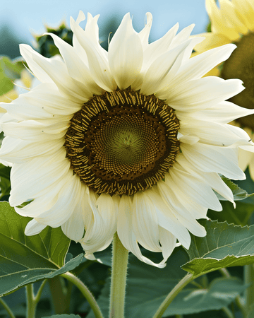 Zonnebloem White Moon F1 zaden (Helianthus annuus) – eenjarige bloem