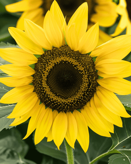 Zonnebloemzaden Lemon Queen Helianthus Annuus eenjarige bloem