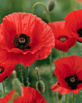 Veldklaproos zaden Papaver Rhoeas eenjarig rode bloemen